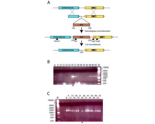 世纪助孕总部地址-天津代孕怎么选择性别_喂药也要讲究学问