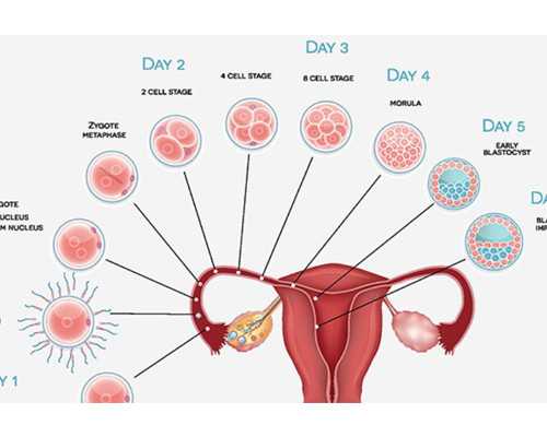 天津哪里有供卵中心_先换牙还是先长六龄牙 儿童换牙顺序是怎样的