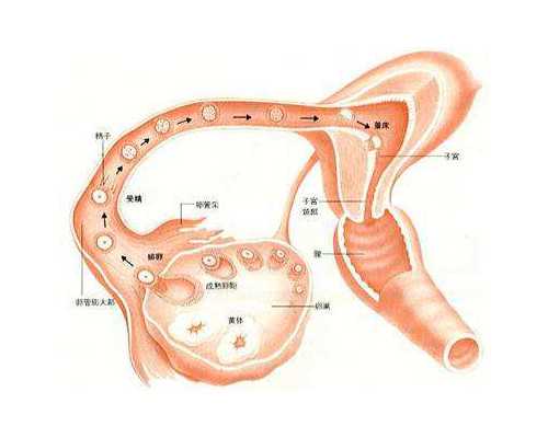 天津高龄绝经供卵试管_胎盘都这样了你还干重活、剧烈动！