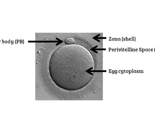 天津代怀宝宝试管供卵_月子里，这6件真的不能做！