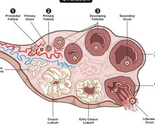国内三代试管哪里最好，代妈坤和有人知道吗？