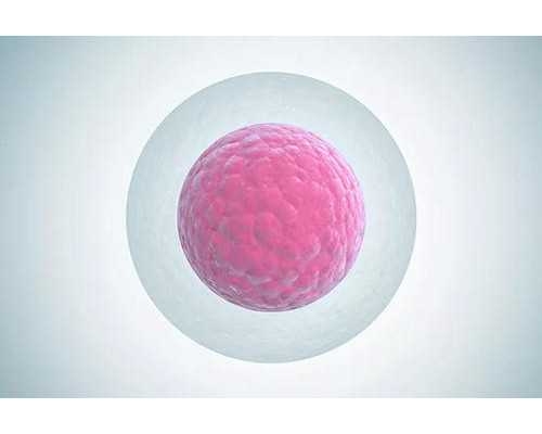 代妈移植注意事项_女性备孕吃的十种食物，值得收藏