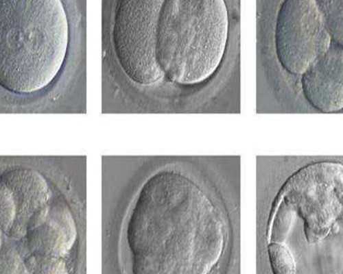 最新找代妈_找自然受孕代妈多少钱_泉州助孕专家提示泰国试管婴儿想要一次成