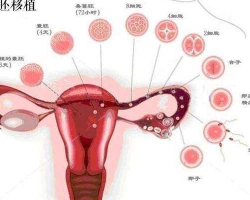 正规公司代妈招聘_美国试管婴儿助孕失败后应如何分析