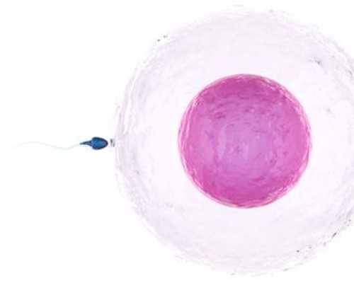 代妈重庆有找的吗 2024重庆试管婴儿包生男孩医院排名 ‘怀孕五个月彩超单怎么