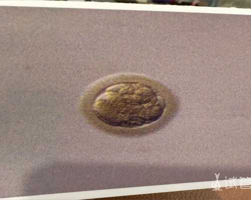 高薪招聘代妈补偿价格_代孕女子，在废弃车库做了无麻醉的胚胎移植手术