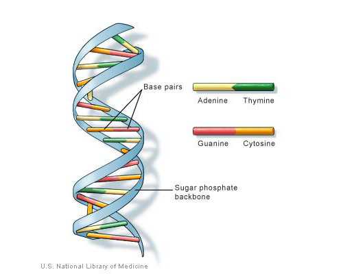 自然代妈qq_试管移植是胚胎放越多越好吗试管婴儿助孕胚胎移