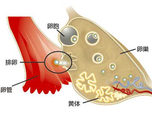 找代妈要看身体状况吗_乌克兰试管婴儿年龄多大算高龄，聊聊乌克兰做试管婴