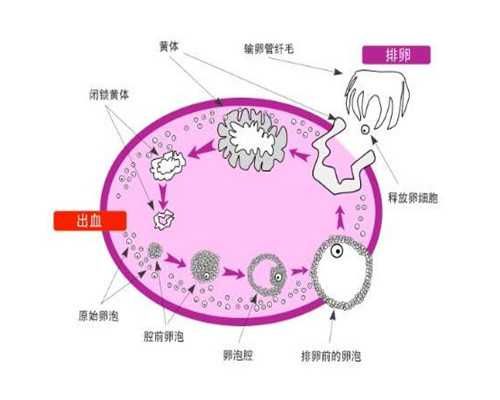 自然代妈招聘_最新代妈招聘价格_卵巢早衰选泰国试管婴儿还能成功助孕吗卵巢