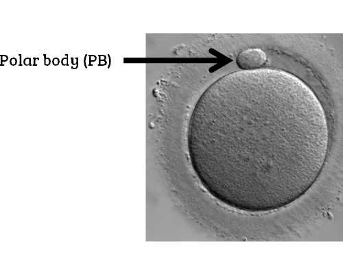 正规代妈就来ymfc_武汉做供卵三代试管包生儿子助孕公司靠谱吗