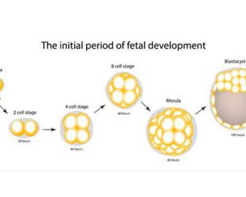 2022郑州大学第三附属医院做三代试管婴儿移植两个鲜胚多少钱？