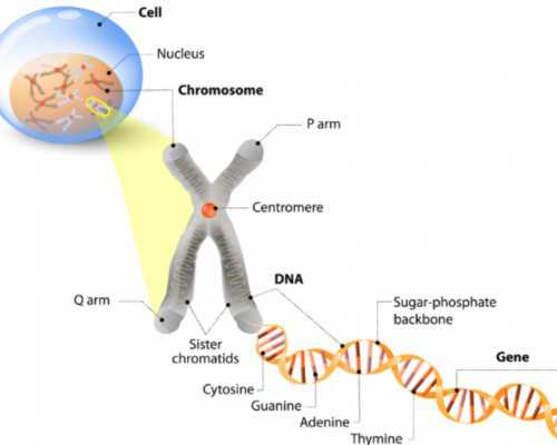 微科普 |  先兆性流产如何保胎?