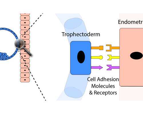 重庆正规代妈公司 重庆做试管婴儿大概多少钱？试管会不会很贵？ ‘已经生男