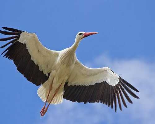 做代妈都是多大龄_母乳喂养：家事亦国事（健康直通车（第98站））