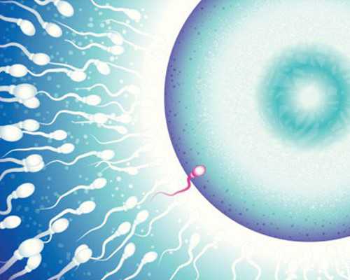卵子的最佳受精时间大约有多久呢