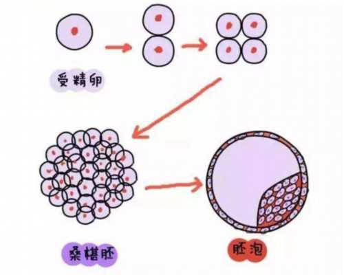正规代怀孕招代妈_滁州助孕试管婴儿技术和国内相比真的更好吗