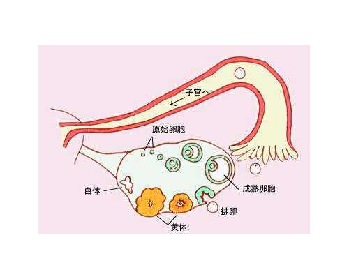 广州试管实验室供卵三代包生男孩是骗局吗？,广州有供卵的医院是哪一家-代妈