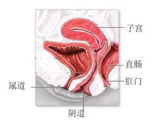 重庆寻求代妈 2024重庆失独家庭再生育最新补贴政策 ‘双顶径头围腹围股骨长怎